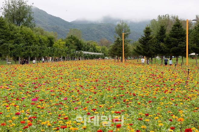 지난해 가을 열린 자라섬 꽃 페스타 현장.(사진=가평군 제공)