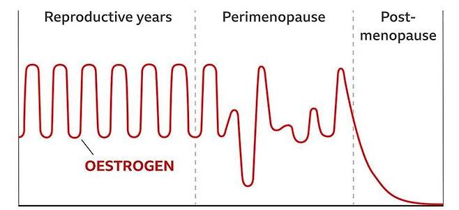안정적으로 유지되던 여성호르몬 에스트로젠 수치는 폐경 전 급격한 변화를 거치게 된다
