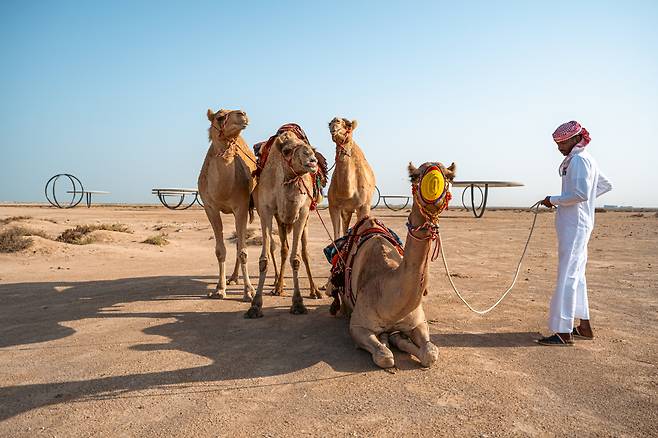 카타르 사막 위 거울 예술과 낙타