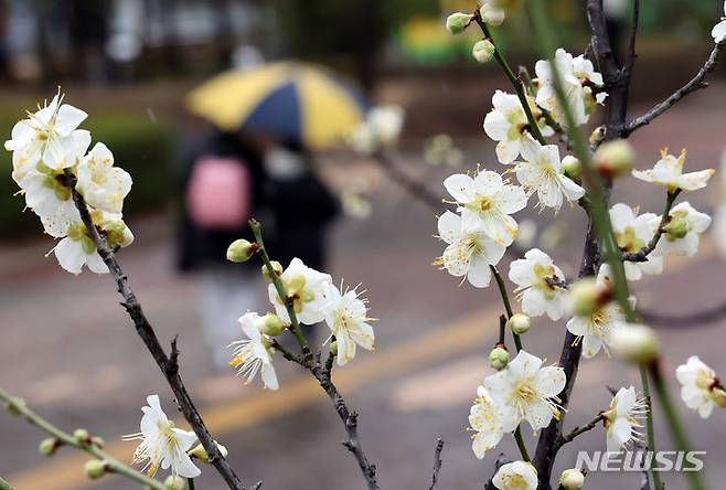 [부산=뉴시스] 하경민 기자 = 봄을 재촉하는 비가 내린 5일 부산 남구청 화단에 매화가 꽃망울을 터트려 시민들의 눈길을 사로잡고 있다. 2024.02.05. yulnetphoto@newsis.com