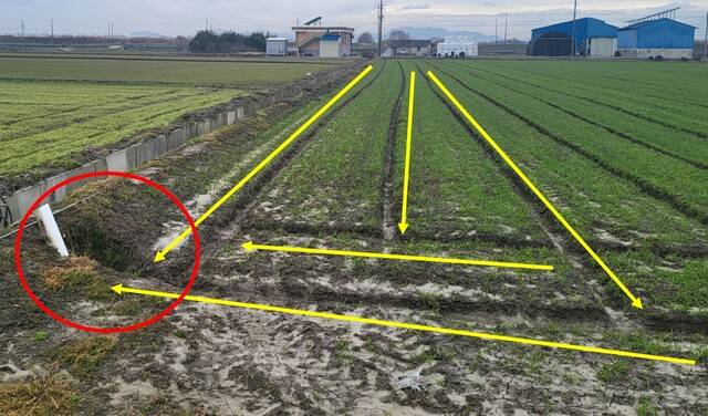 무너진 배수로는 다시 세우고 배수로와 배수구가 연결되어 물이 잘 빠지도록 배수로를 정비해야 한다. 농촌진흥청