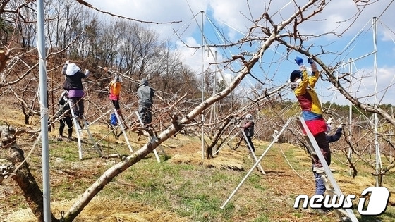 6일 충북 충주시는 농촌 인력난 해소를 위해 올해 6500여 명의 도시농부를 투입한다고 밝혔다. 사진은 농촌일손돕기 모습.(충주시 제공)2024.2.6/뉴스1