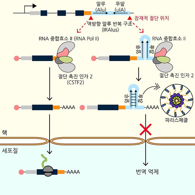 김유식 KAIST 생명화학공학과 교수와 이영석 KAIST 바이오및뇌공학과 교수의 공동 연구진이 종양 형성과 퇴행성 뇌질환을 유발하는 새로운 유전자 조절 메커니즘을 찾아냈다. 사진은 역방향 알루 반복 구조(IRAlus)로 인한 유전자 발현 조절 메커니즘 모식도./KAIST