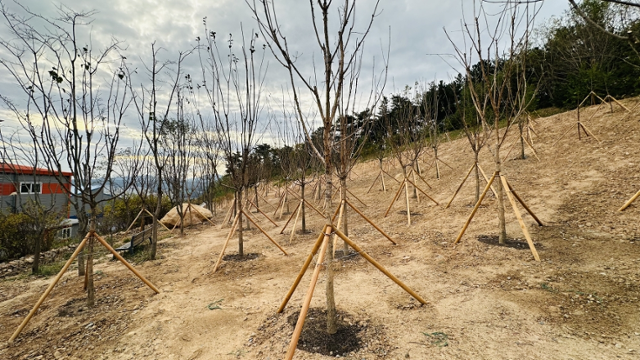 울산광역시 매곡2‧3차 일반산업단지 내에 조성된 기후대응 도시숲. 울산시 제공