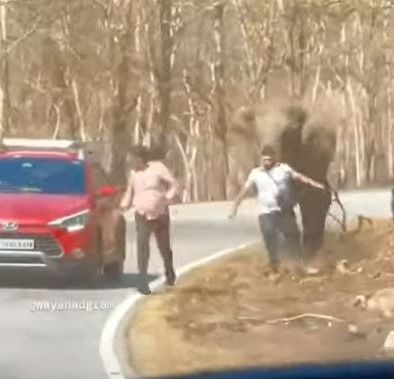 인도의 한 국립공원 도로에서 한 코끼리가 위협적으로 돌변해 사진을 찍으려던 사람에게 달려들었다는 소식이 전해졌다. (사진=유튜브 캡처) *재판매 및 DB 금지