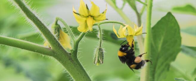 뒤영벌이 토마토 꽃을 찾은 모습. 최근 꿀벌 개체수가 급감하면서 과수농가에서 꽃가루받이에 뒤영벌을 많이 이용하고 있다./Biobee