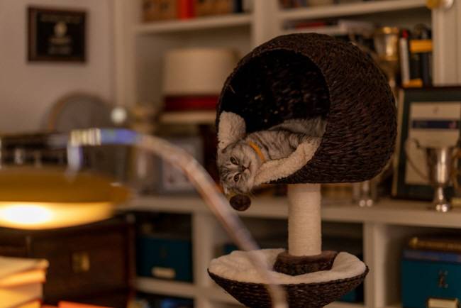 영화 ‘아가일’