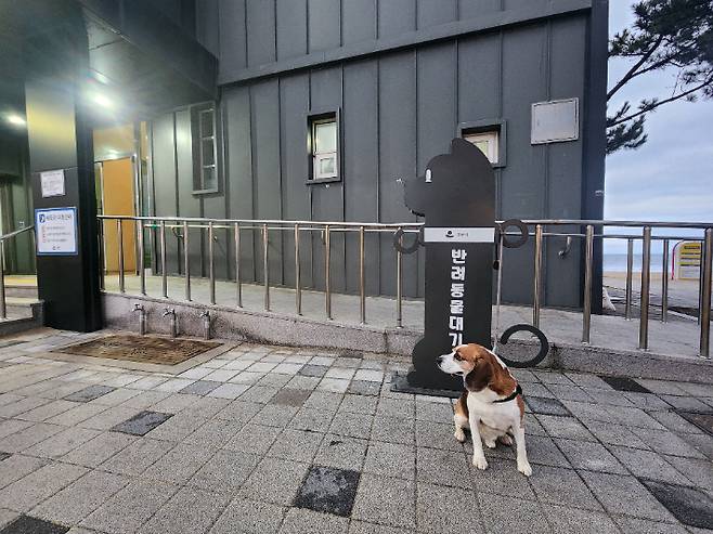 강릉시가 시범운영에 나선 반려동물대기소. 강릉시 제공