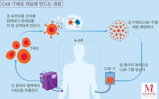 CAR-T세포 치료제를 만드는 과정./Malaghan Institute of Medical Research