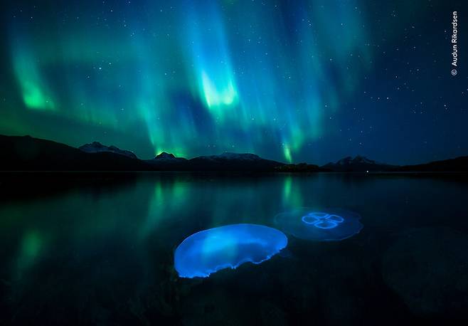 ‘오로라 젤리’(Aurora Jellies)는 오로라가 비추는 노르웨이 북부의 피오르드를 헤엄치는 보름달물해파리의 환상적인 모습을 담았다. 오둔 리카르센/런던자연사박물관 제공