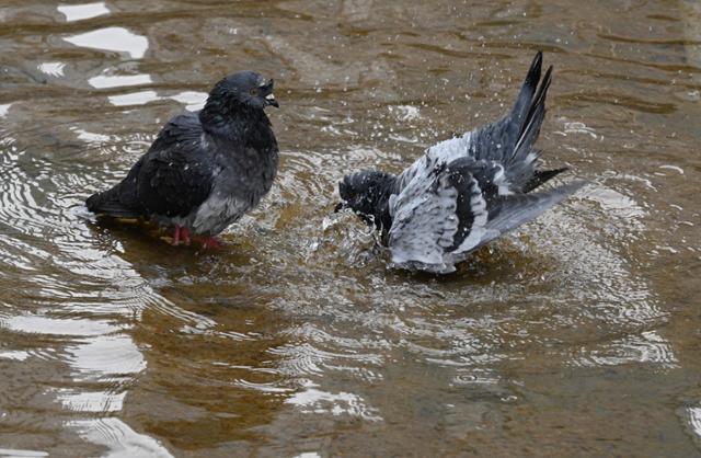 지난해 2월 서울 청계천을 찾은 비둘기들이 목욕을 하고 있는 모습. 왕태석 선임기자