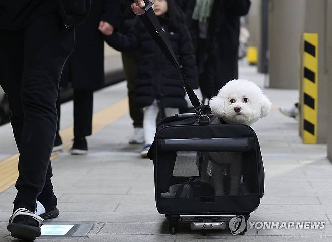 반려견  [연합뉴스 자료사진]