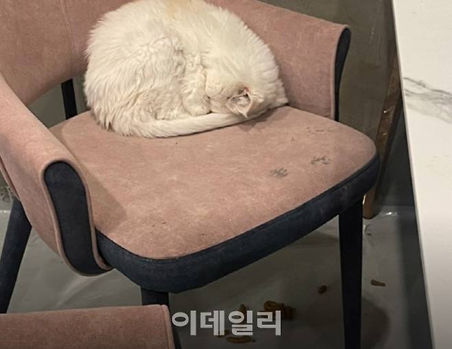 지난달 19일 동물자유연대가 현장 실태조사를 위해 방문한 경기도 화성시의 A반려동물 카페. 배설물들이 치워지지 않은 채 방치된 모습. (사진=동물자유연대)