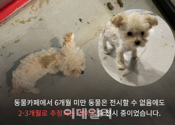 지난달 19일 동물자유연대가 현장 실태조사를 위해 방문한 경기도 화성시의 A반려동물 카페. 유기동물을 보호한다고 홍보하고 있는 해당 업체에는 곳곳에서 학대 흔적이 발견됐다.(사진=동물자유연대)