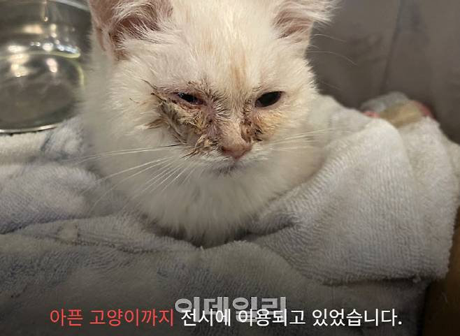 지난달 19일 동물자유연대가 현장 실태조사를 위해 방문한 경기도 화성시의 A반려동물 카페. 유기동물을 보호한다고 홍보하고 있는 해당 업체에는 곳곳에서 학대 흔적이 발견됐다.(사진=동물자유연대)