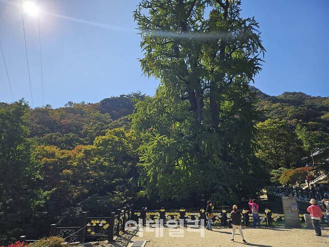 용문사 은행나무.(사진=경기관광공사)