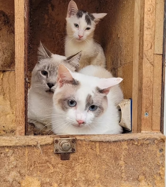 프랑스의 60대 남성 집에서 구조된 고양이 수십 마리 중 일부. 해당 남성의 집 냉동고에서는 고양이 사체 60여 구가 추가로 발결돼 당국이 조사에 나섰다