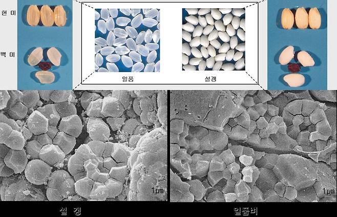 국순당이 백세주를 만들 때 사용하는 설갱미는 일반 쌀보다 쌀알이 희고 불투명한 게 특징이다. 구조적인 특징 덕분에 흡수속도가 빠르고 분쇄가 용이해 백세주 제조에 적합하다는 게 국순당의 설명이다./국순당