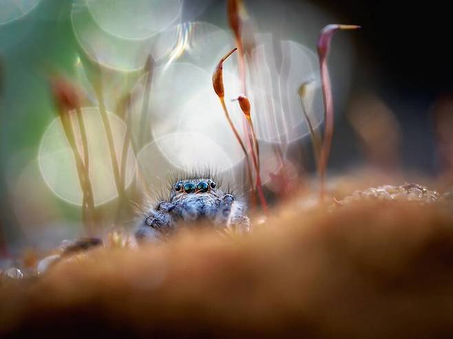 매크로사진 부문 1위 ‘몽상가’. Adrian Truchta/The Nature Photography Contest