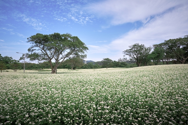 메밀꽃이 하얗게 핀 와흘메밀마을의 모습. 제주관광공사 제공