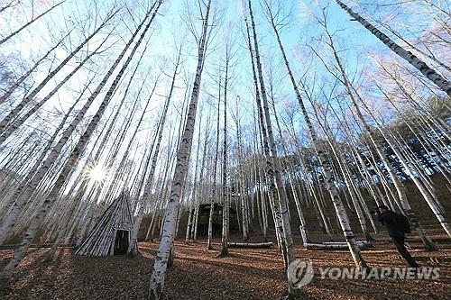 인제 자작나무숲. [인제군 제공. 재판매 및 DB 금지]