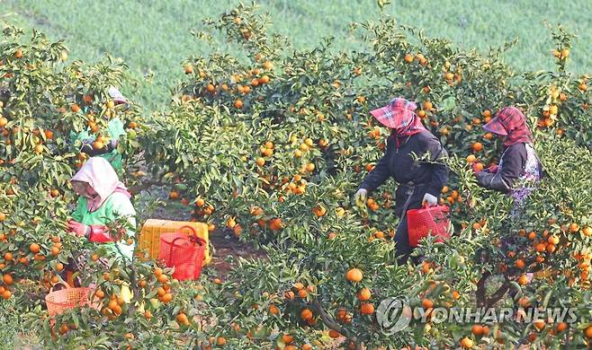 감귤 따는 풍경 (제주=연합뉴스) 2022년 2월 1일 제주시 애월읍 장전리의 한 감귤농장의 감귤 수확 모습. [연합뉴스 자료사진]