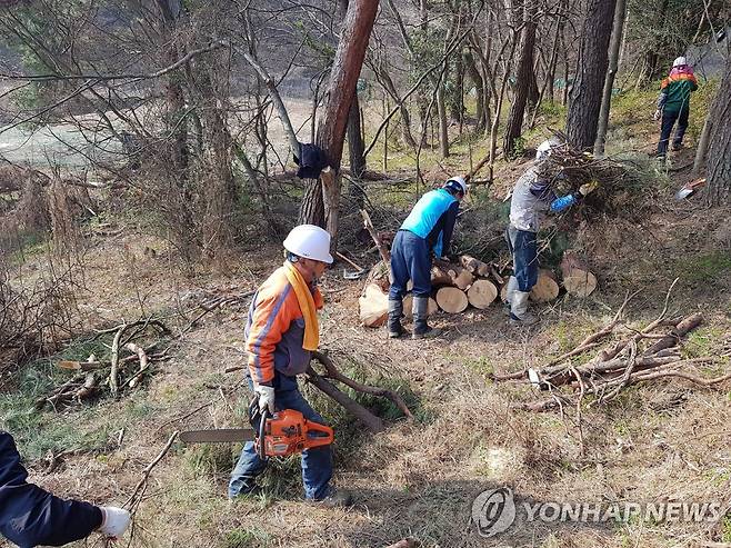 소나무재선충병 방제 [창녕군 제공. 재판매 및 DB 금지]