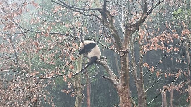 지난 5일 중국 쓰촨성 청두시 중국판다보호연구센터 두장옌 기지의 우리에서 판다 한마리가 나무 위에 올라가 있다. 청두/최현준 특파원
