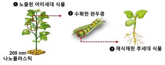 (그림2) 열매가 다시 토양에 심어지는 경우, 나노플라스틱이 식물의 뿌리와 줄기 등으로 이동하여 토양환경으로 배출될 수 있다. (한국연구재단 제공)