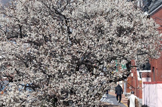포근한 날씨를 보인 13일 부산 수영구의 한 주택 담장에서 활짝 핀 매화가 봄 소식을 전하고 있다. 뉴시스