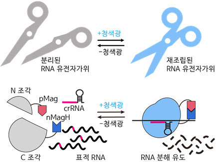 청색광에 의해 활성화되는 RNA 유전자가위 시스템 모식도.(자료=KAIST)