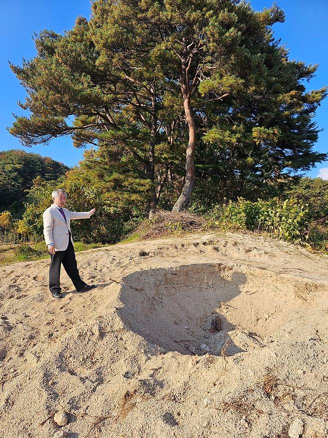 수령 300년의 반송(盤松), 경북 영주시 순흥면 ‘바느레 소나무’가 있었던 자리. 성인 5~6명이 들어갈 정도로 지름 3m쯤 움푹 파인 구덩이를 한 주민이 살펴보고 있다. /권광순 기자