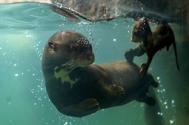 13일 콜롬비아 칼리 동물원에서 생후 3개월 된 큰수달이 어미와 함께 헤엄치고 있다. AFP 연합뉴스