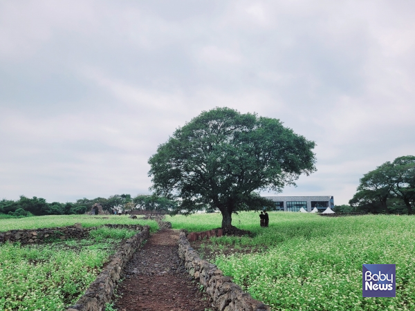 와흘메밀마을. ⓒ김재원