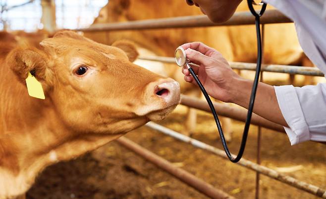 전남 담양군엔 동물병원이 6개뿐인데, 그중 4개는 농장동물만 진료한다. [GettyImages]