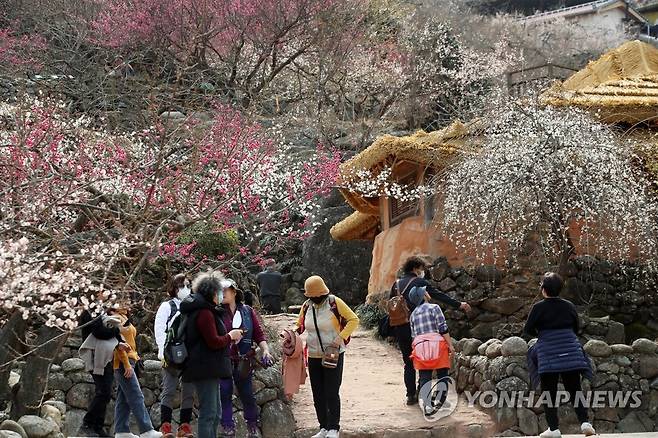 매화 화사하게 핀 광양매화마을 [연합뉴스 자료사진]