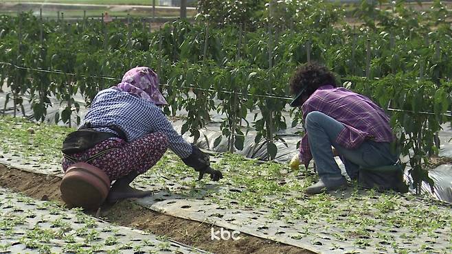 ▲밭을 가꾸는 여성농업인