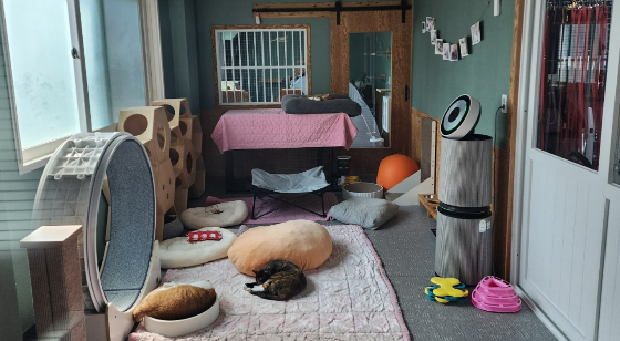 고 박수훈 소방교의 두 고양이가 머물게 된, 동물보호단체 팅커벨프로젝트 입양센터의 고양이방./사진=남형도 기자