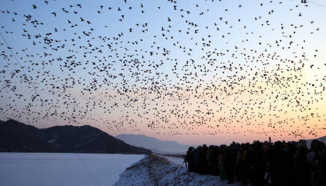 겨울철 철원의 하늘은 철새들의 비행으로 장관을 이룬다. 사진제공|철원군청