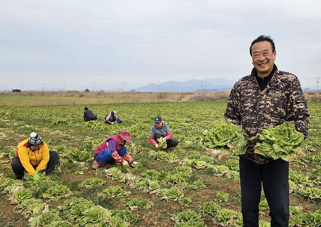 봄동배추 수확 [전남도제공]