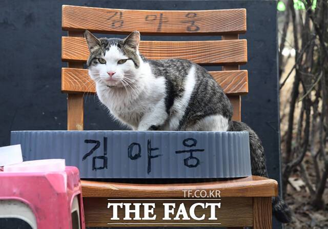 매일같이 복권판매점으로 출근하는 길고양이 야웅이가 야외 전용석에 앉아 휴식을 취하고 있다.