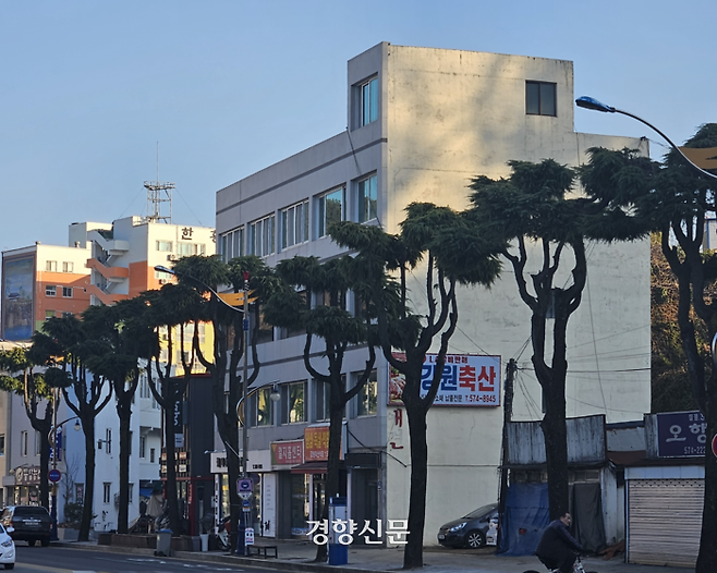 강원 삼척시 중앙시장 인근 가로수가 지난 13일 강전정된 뒤 자라고 있다. 독자 제공