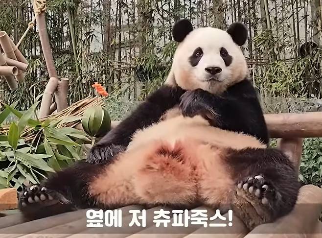 삼성물산 리조트부문이 운영하는 에버랜드 판다월드에서 태어난 자이언트 판다 ‘푸바오’. /에버랜드 유튜브
