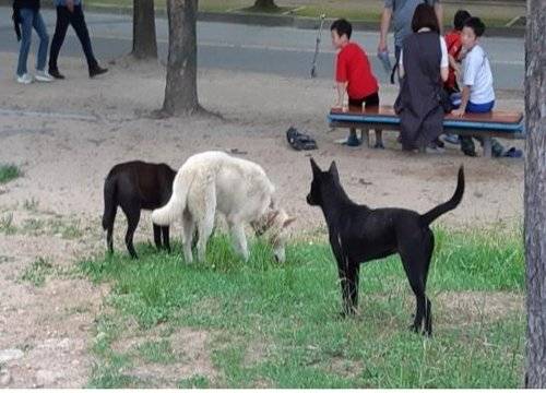2018년 인천대공원에서 포착된 들개 무리. [사진 인천시]