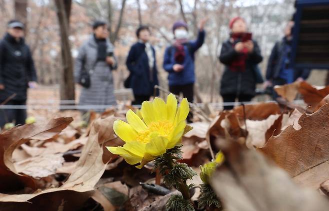 눈이 녹아 비가 된다는 절기인 우수(雨水)를 하루 앞둔 18일 서울 동대문구 홍릉수목원을 찾은 방문객들 앞에 복수초 한 송이가 피어 있다. 한주형 기자