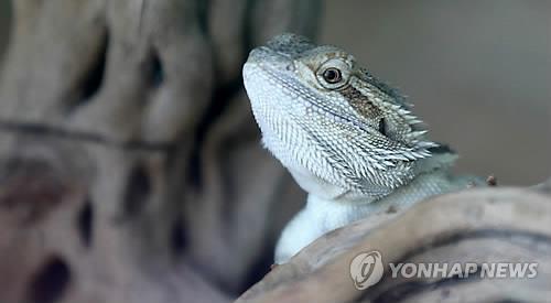 턱수염도마뱀 [연합뉴스 자료사진]
