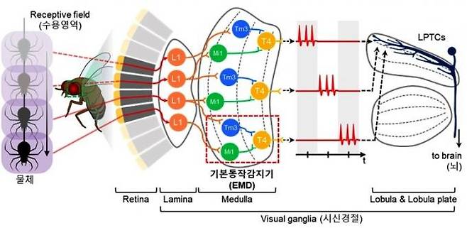 곤충의 생물학적 시신경계에서 기인한 기본동작 인식 과정. KAIST