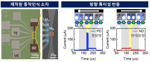 신호전달 방향에 따른 방향 특이성 반응. KAIST