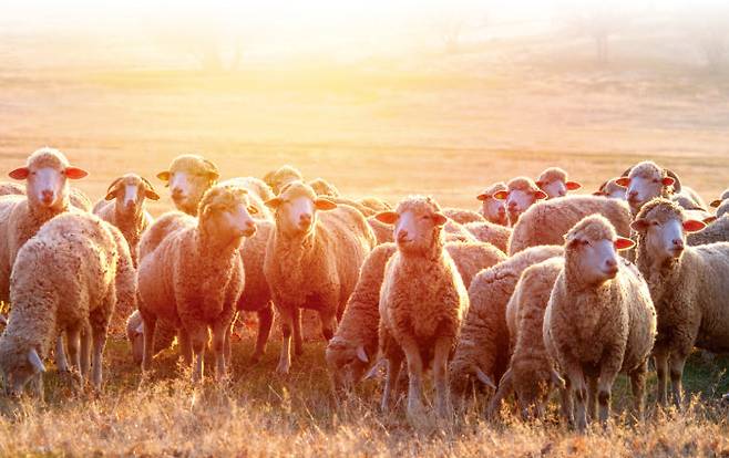국내에서 소비되는 양고기의 양은 10년 전에 비해 5배 성장했다.