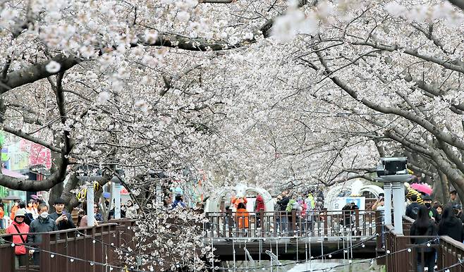 지난해 2023년 3월 24일, 진해군항제 개막을 하루 앞두고 경남 창원시 진해구 여좌천 일대에서 상춘객들이 벚꽃을 보며 봄을 즐기고 있다. /김동환 기자